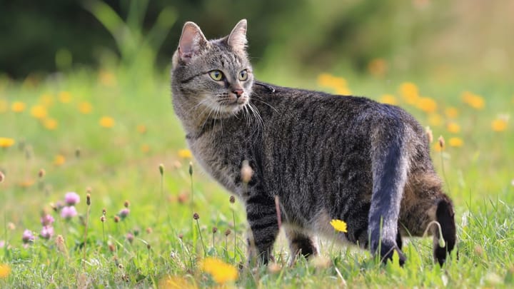 Foto: volwassen kat ras Huiskat
