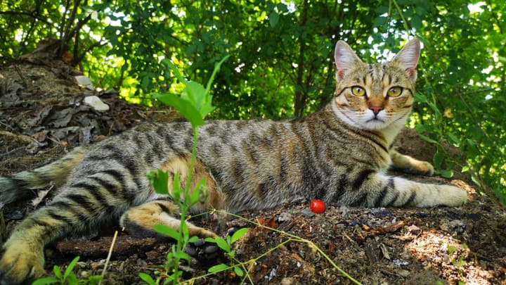 Photo : chat adulte de race Mau Egyptien