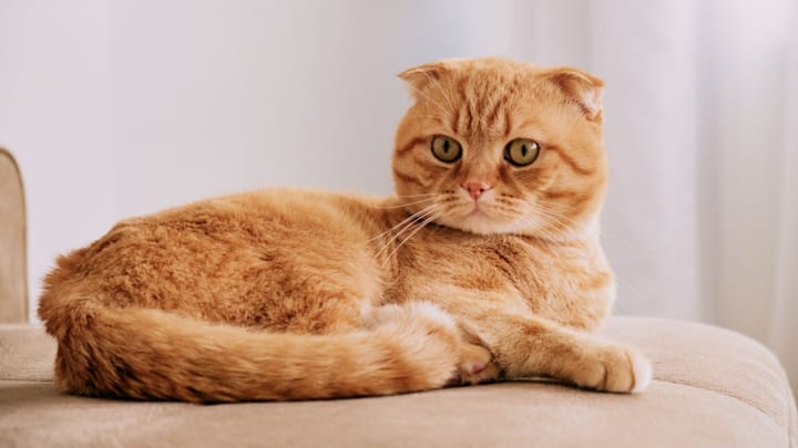 Foto: volwassen kat ras Highland Fold