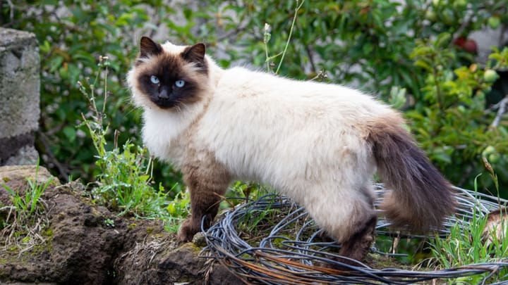 Foto: volwassen kat ras Himalayan
