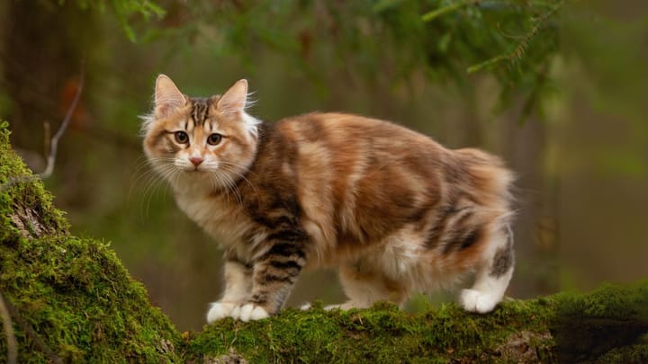 Foto: gatto adulto di razza Kurilian Bobtail