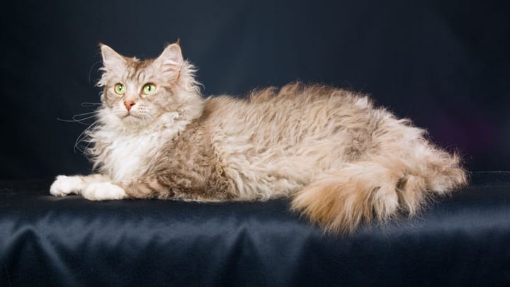 Foto: volwassen kat ras LaPerm
