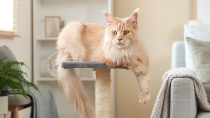 Foto: gatto adulto di razza Maine Coon