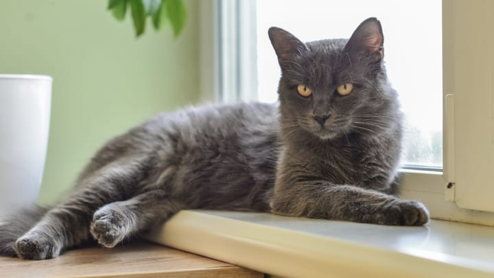 Photo : chat adulte de race Nebelung