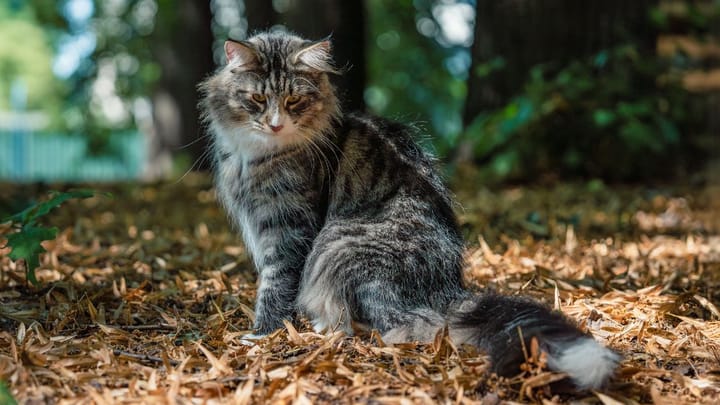 Foto: gatto adulto di razza Norvegese delle Foreste
