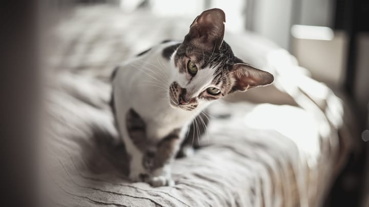 Foto: gatto adulto di razza Orientale