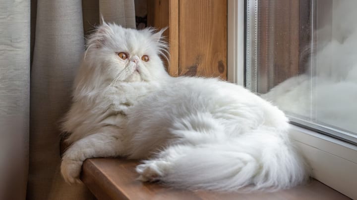 Photo : chat adulte de race Persan