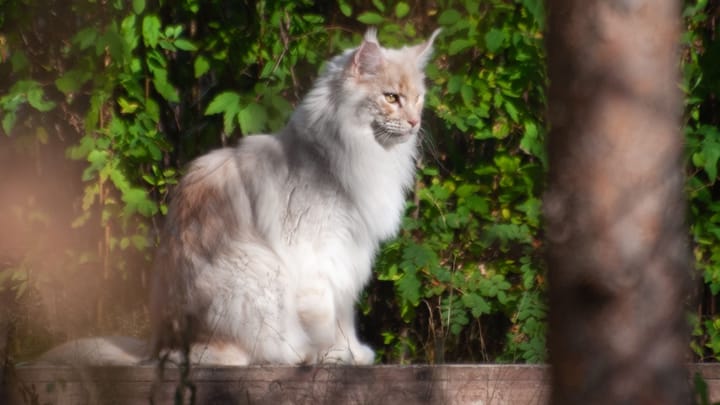 Foto: volwassen kat ras Ragamuffin