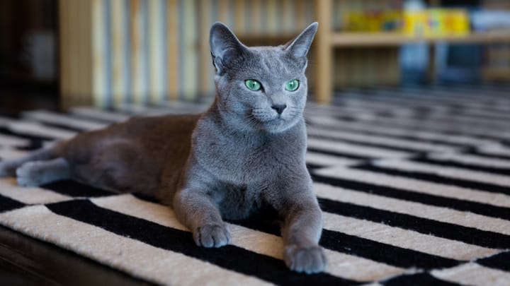Foto: volwassen kat ras Blauwe rus