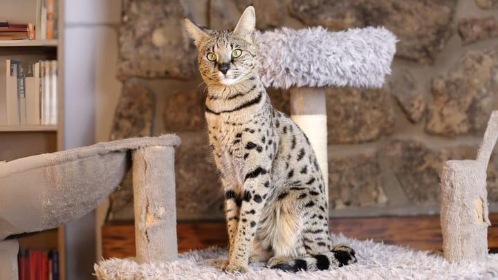 Foto: erwachsene Katze der Rasse Savannah