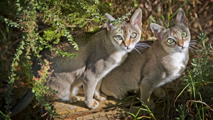 Foto: erwachsene Katze der Rasse Singapura