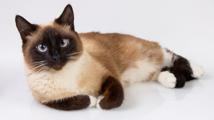 Photo : chat adulte de race Snowshoe