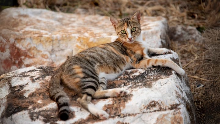 Photo : chat adulte de race Sokoke