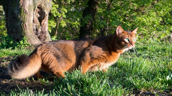 Photo : chat adulte de race Somali