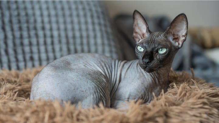 Foto: volwassen kat ras Sphynx