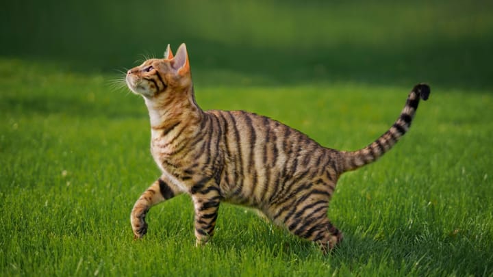 Foto: volwassen kat ras Toyger