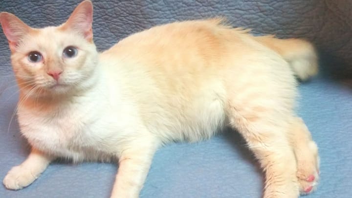 Foto: volwassen kat ras American Bobtail