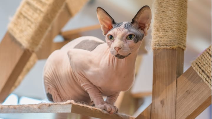Foto: gatto adulto di razza Donskoy