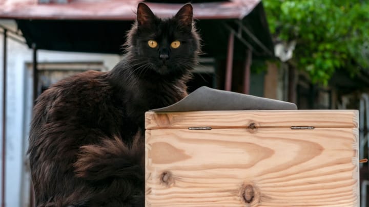 Foto: erwachsene Katze der Rasse York Chocolate
