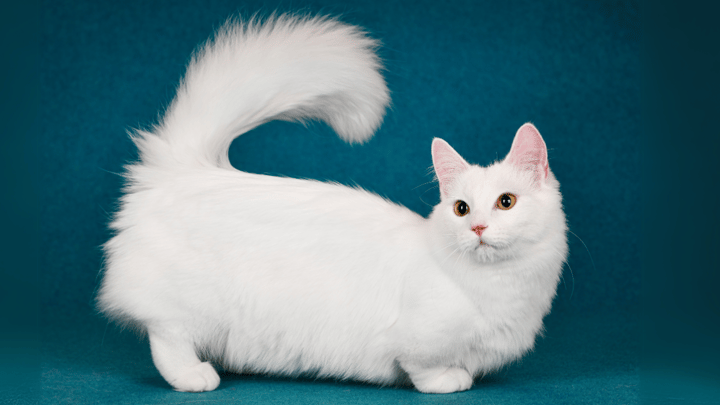 Photo : chat adulte de race Munchkin