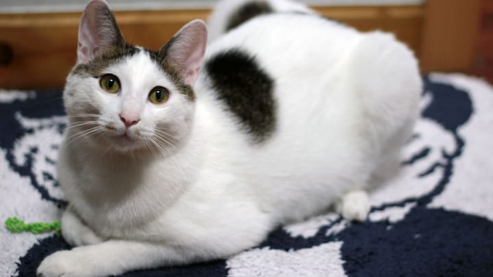 Zdjęcie: dorosły kot rasa Japoński bobtail