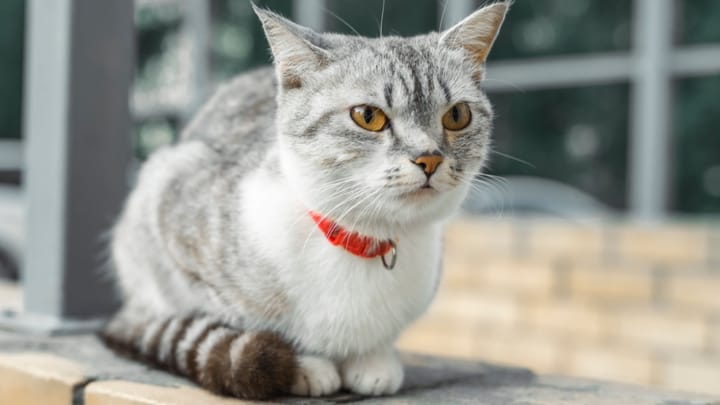 Foto: volwassen kat ras American Wirehair