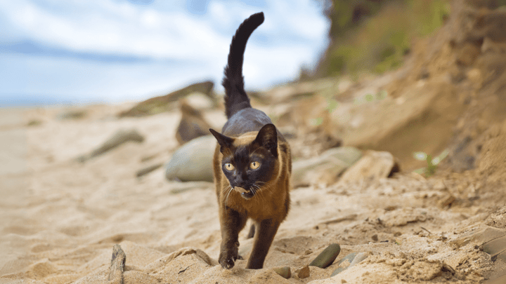 Foto: erwachsene Katze der Rasse Burma Katze