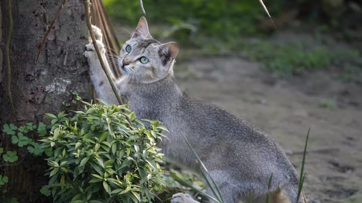 Foto: volwassen kat ras Ceylon