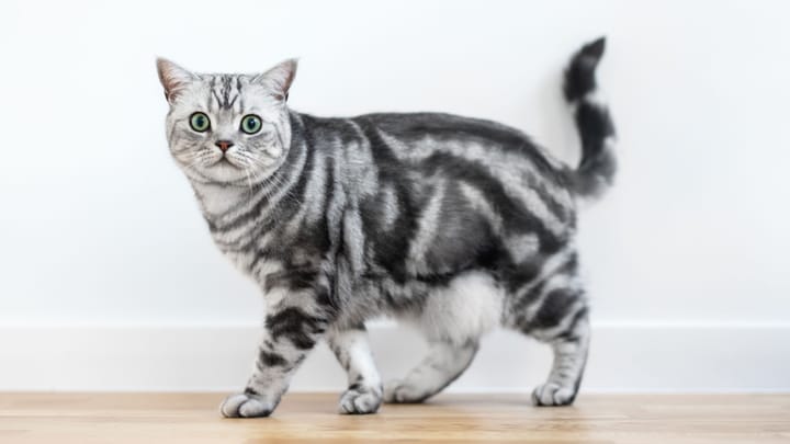 Photo : chat adulte de race British Shorthair