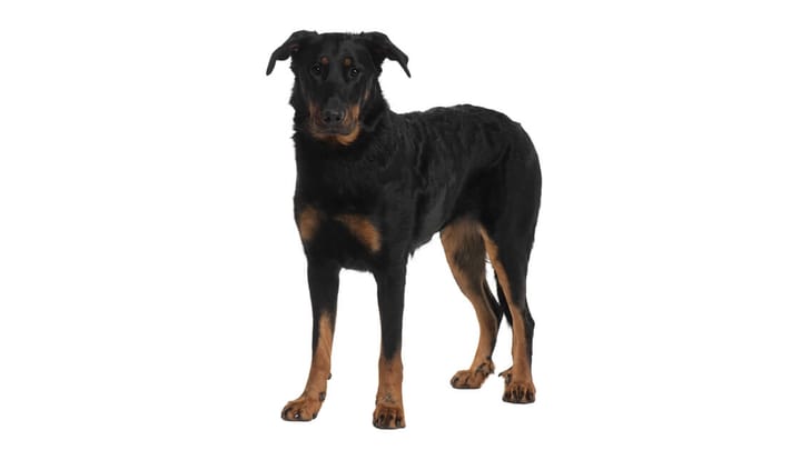 Zdjęcie: dorosły pies rasa Owczarek francuski beauceron