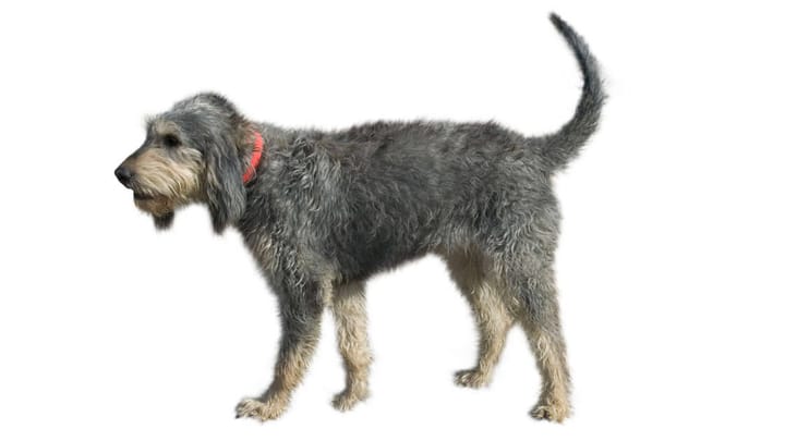 Photo : chien adulte de race Griffon nivernais