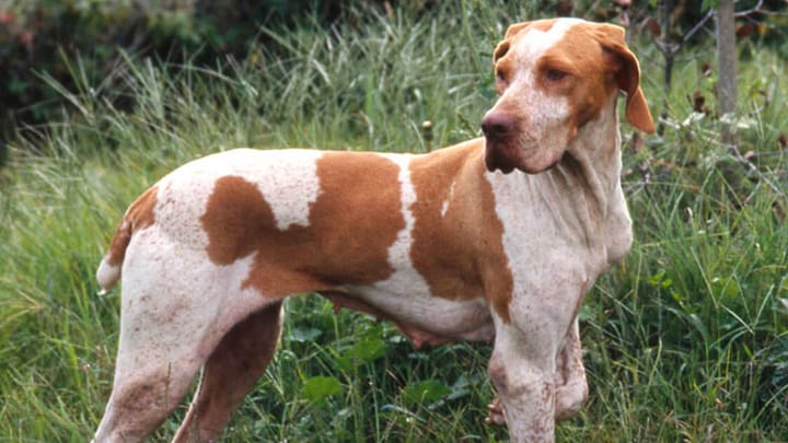 Foto: erwachsener Hund der Rasse Ariège Vorstehhund