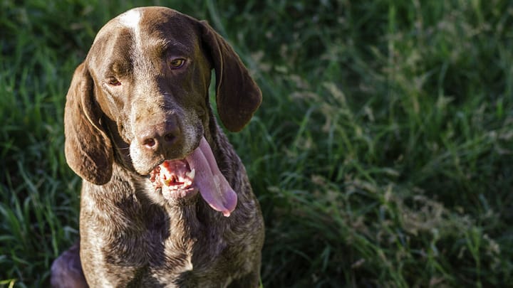 Foto: erwachsener Hund der Rasse Perdiguero de Burgos