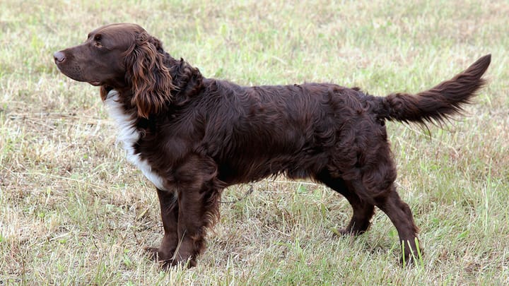 Foto: erwachsener Hund der Rasse Deutscher Wachtelhund