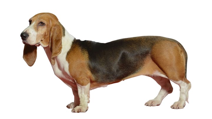 Foto: volwassen hond ras Basset Artésien normand