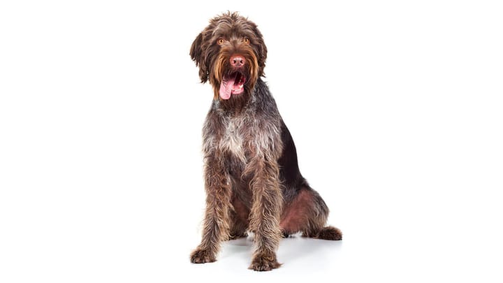 Photo : chien adulte de race Braque allemand à poil raide