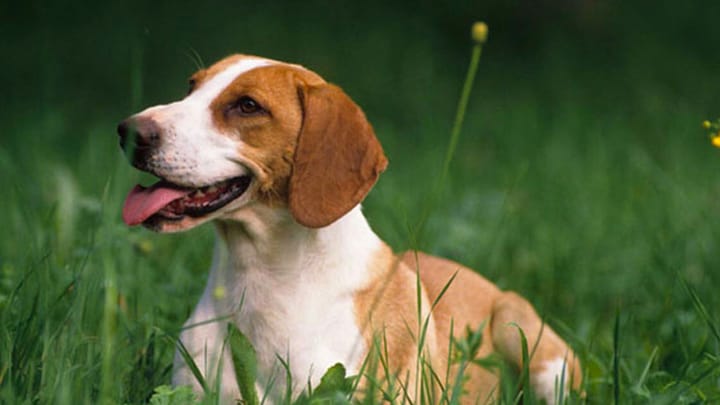 Photo : chien adulte de race Chien courant de Hygen