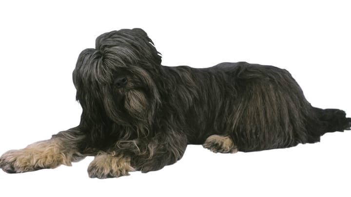 Foto: cane adulto di razza Cao da serra de aires