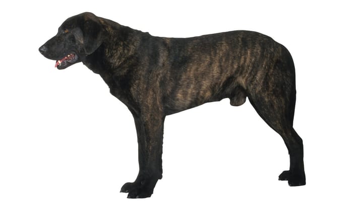Foto: erwachsener Hund der Rasse Cão de Castro Laboreiro