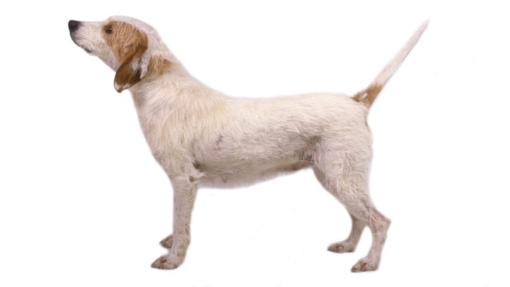 Foto: cane adulto di razza Segugio dell’Istria a Pelo Duro