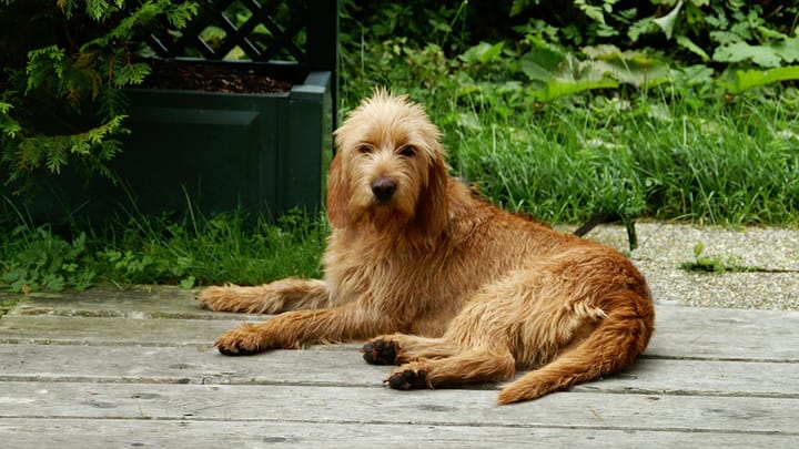 Foto: erwachsener Hund der Rasse Griffon Fauve de Bretagne