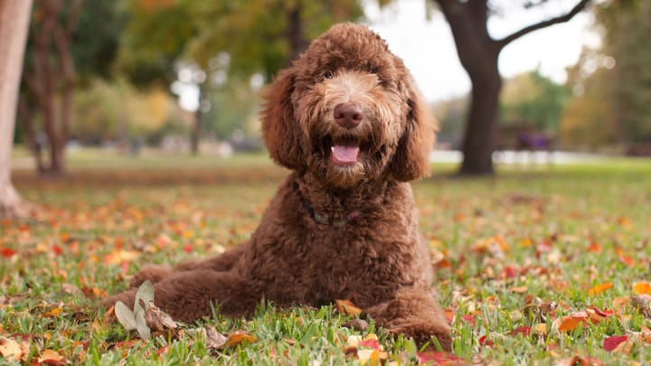 Photo : chien adulte de race Labradoodle