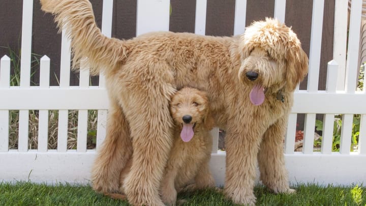 Photo : chien adulte de race Goldendoodle
