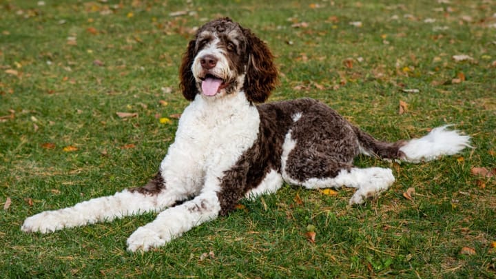 Photo : chien adulte de race Bernedoodle