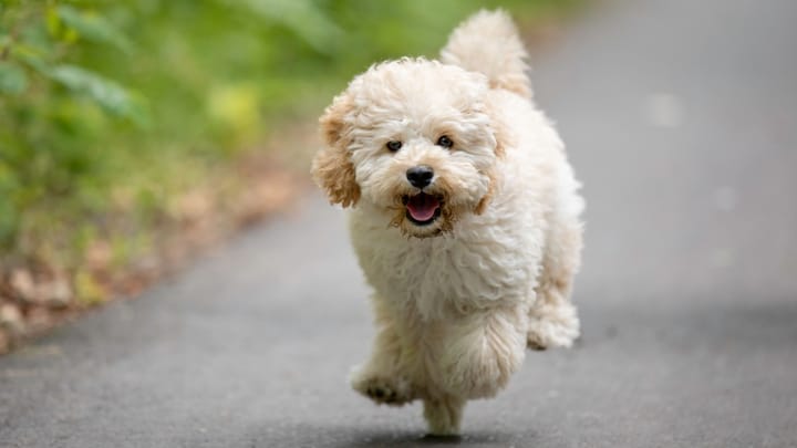 Foto: volwassen hond ras Maltipoo