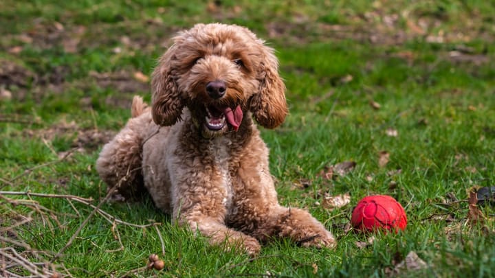 Photo : chien adulte de race Cockapoo