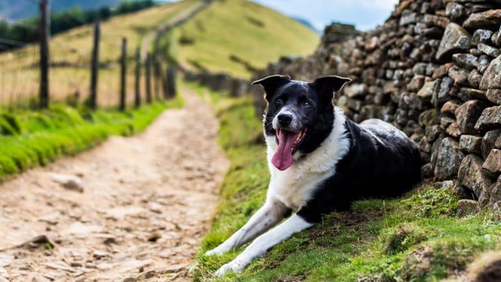 Photo : chien adulte de race Borador