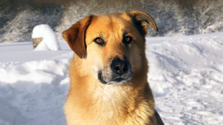 Foto: volwassen hond ras Chinook