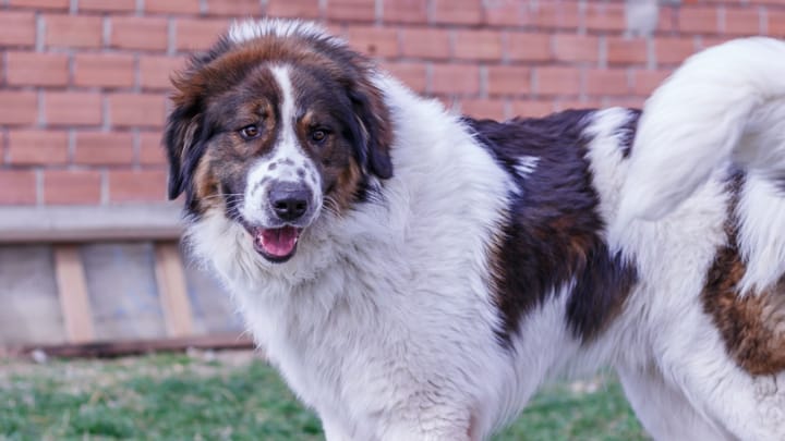 Foto: erwachsener Hund der Rasse Tornjak