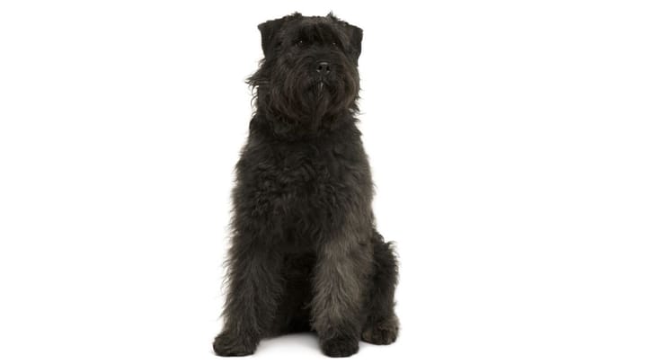 Zdjęcie: dorosły pies rasa Bouvier des Ardennes